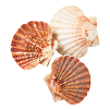Coquille France 5/6 6kg