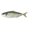 Kingfish entier 1-2 kg Zeeland ASC