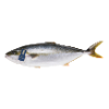Kingfish entier 2-3 kg Zeeland ASC