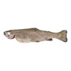 Truite saumonée entière, 300-400g