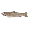 Truite saumonée entière, 400-500 gr