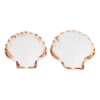 Coquille Vide St-Jacques (5Pc)