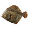 Turbot 5 entier, 500-800g