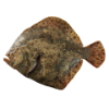 Turbot 6 entier, 300-500 g
