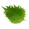 Leaf Shiso Vert