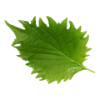 Leaf Shiso Vert