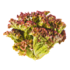 Salade Lollo Rosso