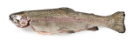 Rode Forel heel, 500-700 gr