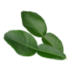 Kaffir Lime Leaves