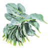 Oyster Leaves
